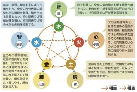 東洋医学 膵臓 感情